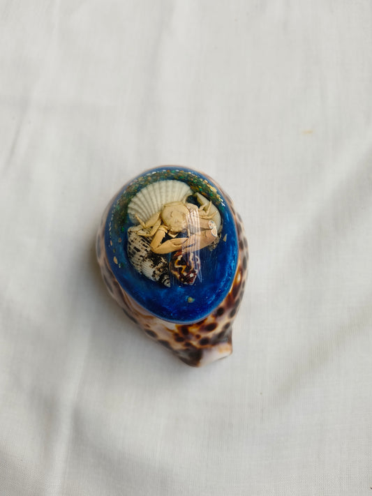 கடற்சோழி கைவினைப் அலங்காரப் பொருள் (Seashell Handcrafted Decor)