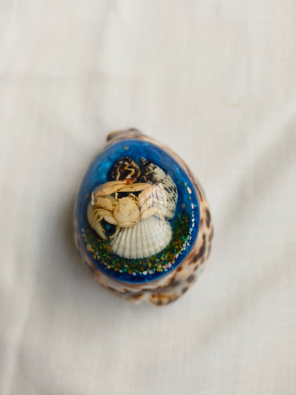 கடற்சோழி கைவினைப் அலங்காரப் பொருள் (Seashell Handcrafted Decor)