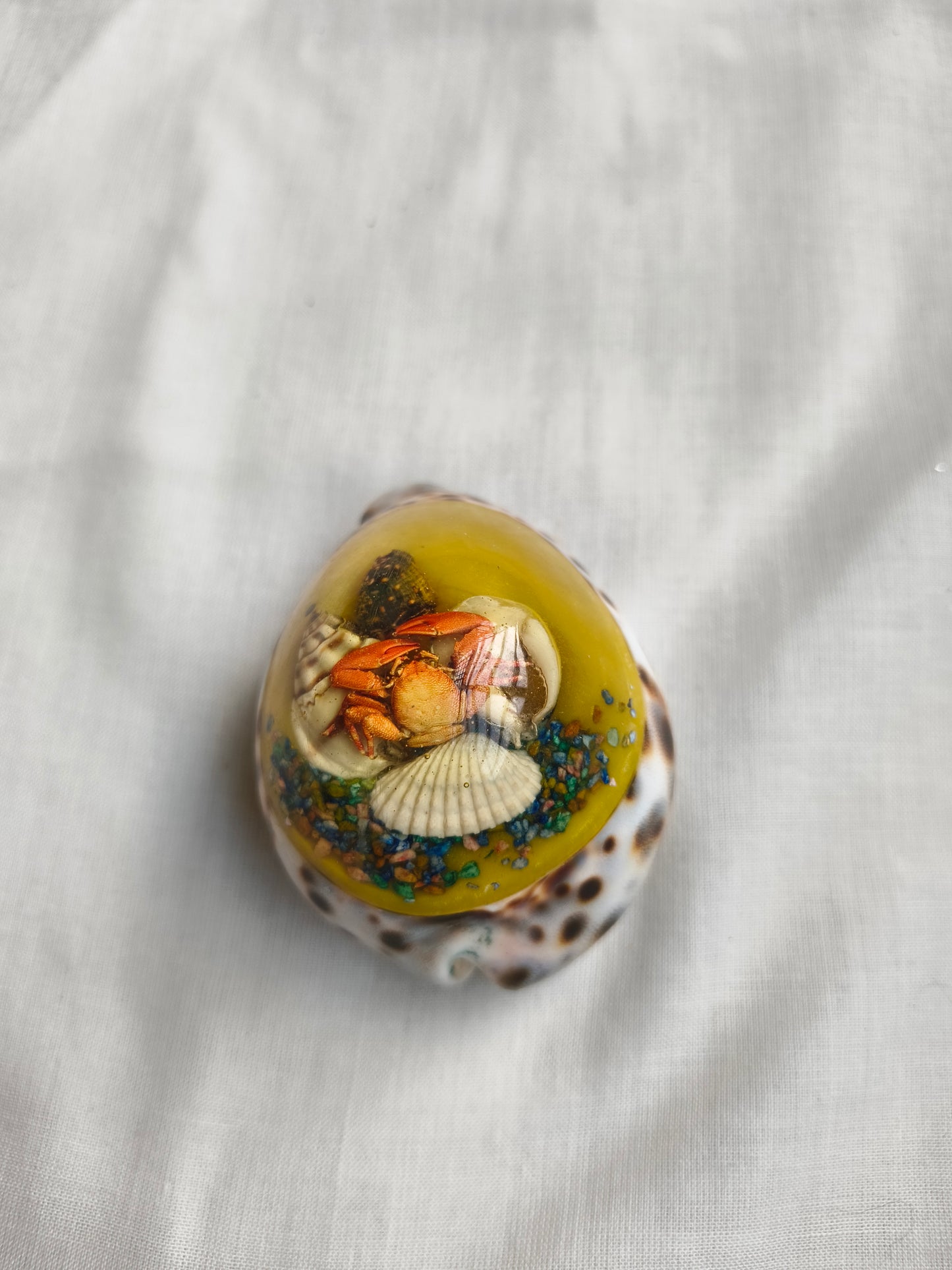 கடற்சோழி கைவினைப் அலங்காரப் பொருள் (Seashell Handcrafted Decor)