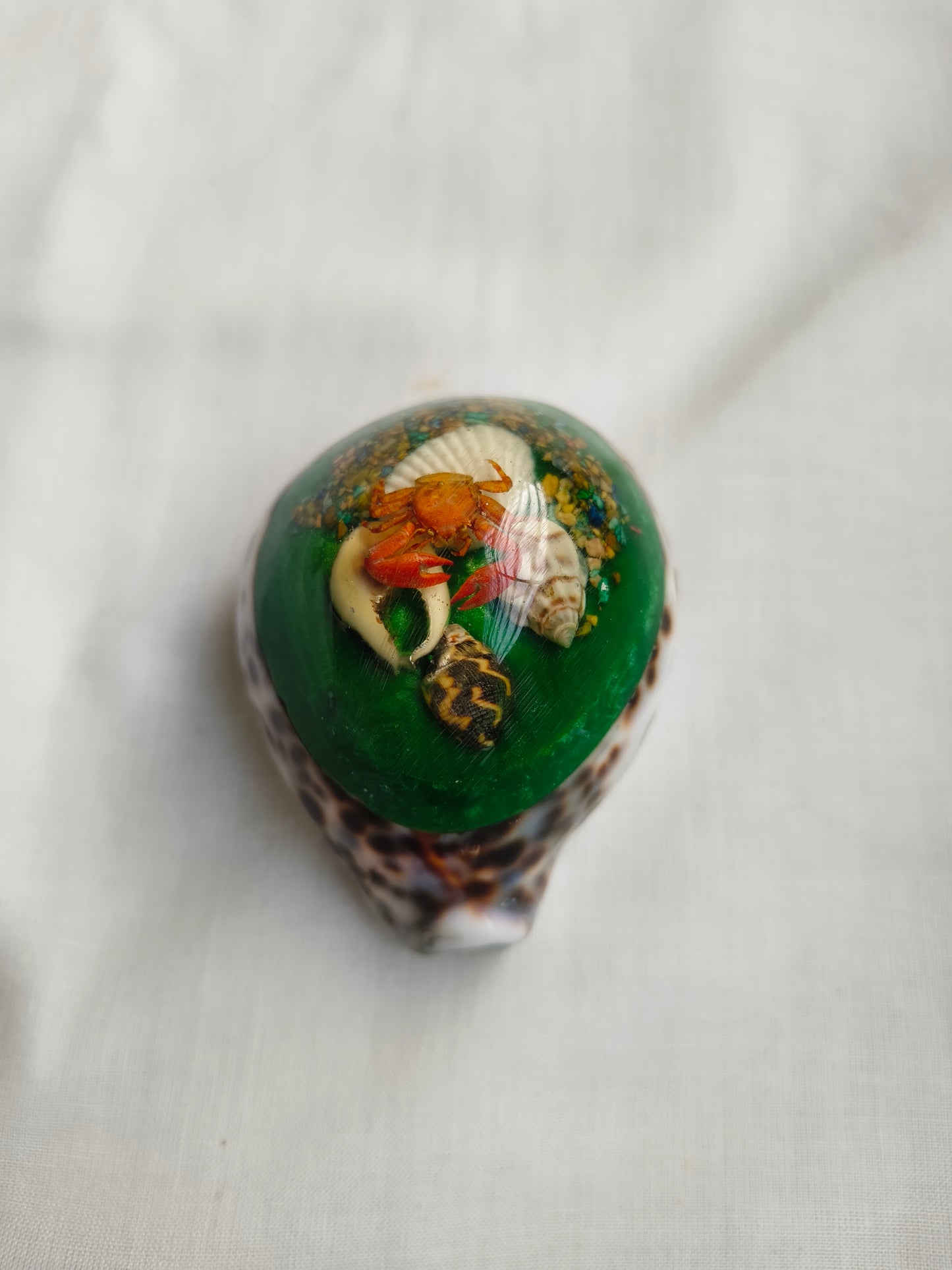 கடற்சோழி கைவினைப் அலங்காரப் பொருள் (Seashell Handcrafted Decor)